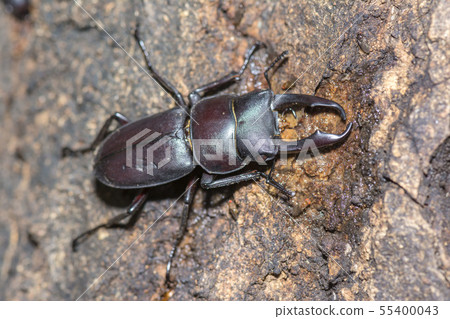 Dorcus rectus Dorcus rectus 55400043