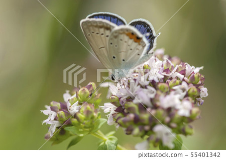 短尾藍色 55401342