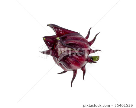 Hibiscus sabdariffa or roselle fruit Hibiscus sabdariffa or roselle fruit 55401539