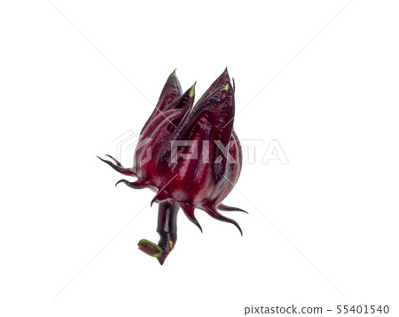 Hibiscus sabdariffa or roselle fruit Hibiscus sabdariffa or roselle fruit 55401540