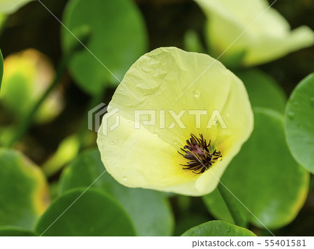 Close up yellow Water Poppy flower. 55401581