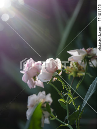 Close up small Damask Rose flower. 55401596