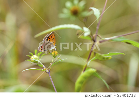 Lycaena phlaeas Lycaena phlaeas 55401738