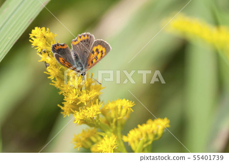 Lycaena phlaeas Lycaena phlaeas 55401739