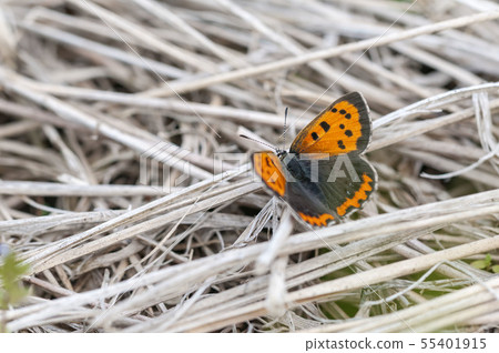 Lycaena phlaeas 55401915