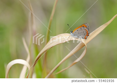 Lycaena phlaeas Lycaena phlaeas 55401916