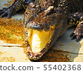 Crocodile Farm & Zoo in Samut Prakan, Thailand 55402368