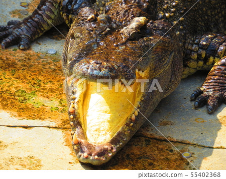 Crocodile Farm & Zoo in Samut Prakan, Thailand 55402368