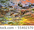 Crocodile Farm & Zoo in Samut Prakan, Thailand 55402370