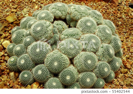Close-up of round cactus or succulent green plant 55402544
