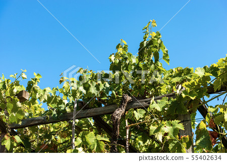 Closeup of a green vineyard in Liguria italy 55402634