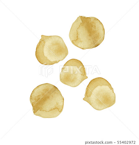 Macadamia nut nut watercolor illustration Macadamia nut nut watercolor illustration 55402972