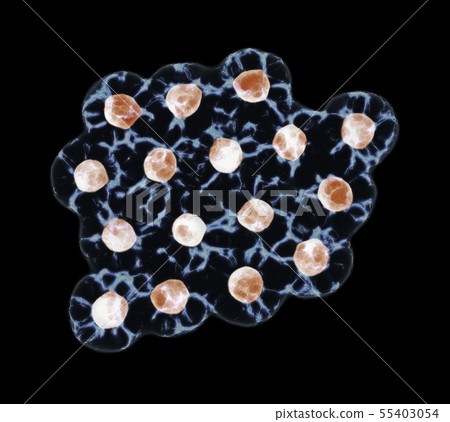 Group Of Cells isolated On Black Background Group Of Cells isolated On Black Background 55403054