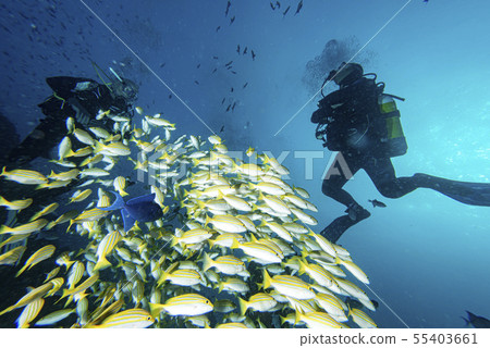 yellow Snapper Lutjanidae while diving maldives 55403661