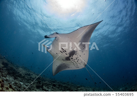 Manta underwater in the blue ocean background 55403695