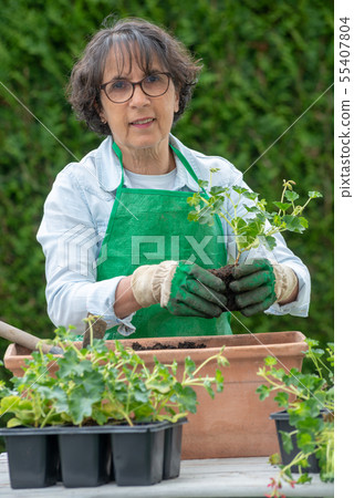 senior woman potting geranium flowers senior woman potting geranium flowers 55407804