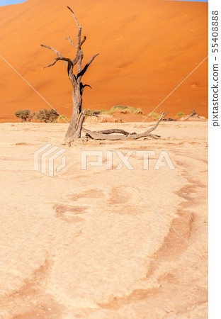 Dead trees in Namibias Deadvlei. 55408888