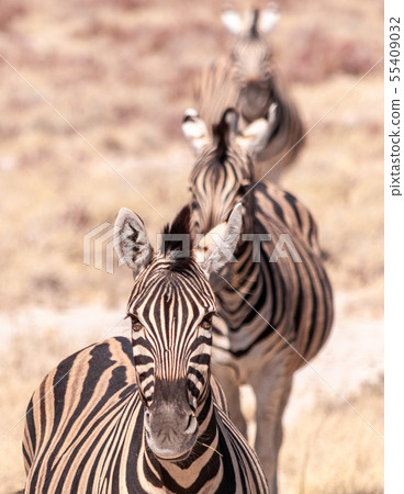 Three Zebras lined up Three Zebras lined up 55409032