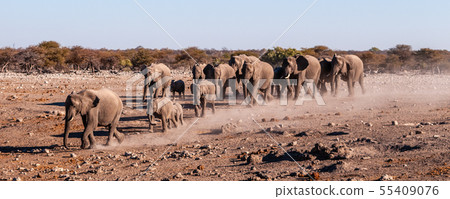 A herd of African Elephants in Namibia 55409076
