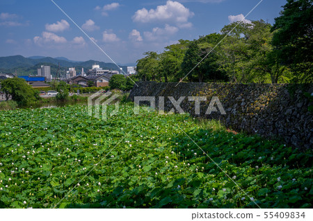 Hikone castle 55409834