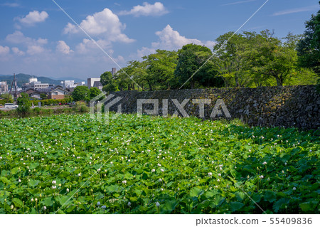Hikone castle 55409836