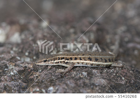 Jerdon's lacerta, Ophisops jerdonii, Saswad Jerdon's lacerta, Ophisops jerdonii, Saswad 55410268