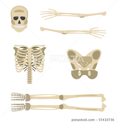 Skeleton parts icon. Human Skeleton front side 55410736