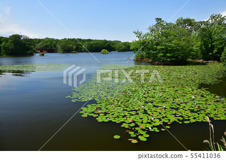 Taking a picture of summer Onuma landscape with lotus leaves floating in Onami Park, Nanae Town, Hokkaido Taking a picture of summer Onuma landscape with lotus leaves floating in Onami Park, Nanae Town, Hokkaido 55411036