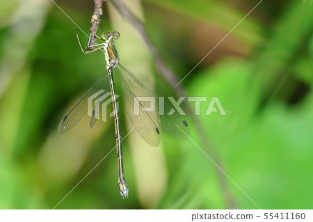 Freshwater fish (female) Freshwater fish (female) 55411160