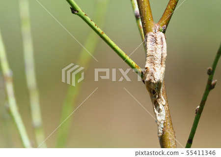 Mus mamushi的一個雞蛋 Mus mamushi的一個雞蛋 55411346