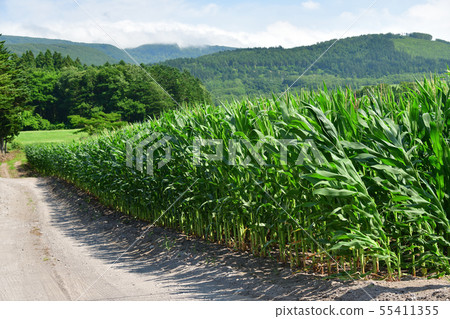在北海道的Nanae鎮拍攝Dent玉米田的夏日風景 在北海道的Nanae鎮拍攝Dent玉米田的夏日風景 55411355