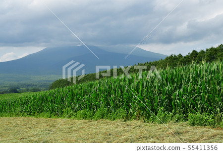 在北海道的Nanae鎮拍攝Dent玉米田的夏日風景 在北海道的Nanae鎮拍攝Dent玉米田的夏日風景 55411356