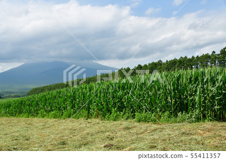 在北海道的Nanae鎮拍攝Dent玉米田的夏日風景 在北海道的Nanae鎮拍攝Dent玉米田的夏日風景 55411357