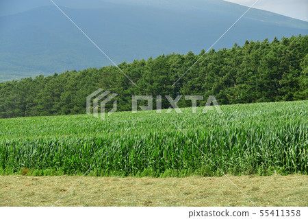 在北海道的Nanae鎮拍攝Dent玉米田的夏日風景 在北海道的Nanae鎮拍攝Dent玉米田的夏日風景 55411358
