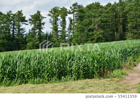 Taking a summer landscape of the Dent Corn Field in Nanae Town, Hokkaido Taking a summer landscape of the Dent Corn Field in Nanae Town, Hokkaido 55411359