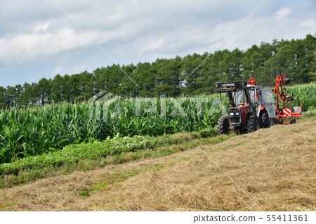 Taking a summer landscape of the Dent Corn Field in Nanae Town, Hokkaido Taking a summer landscape of the Dent Corn Field in Nanae Town, Hokkaido 55411361