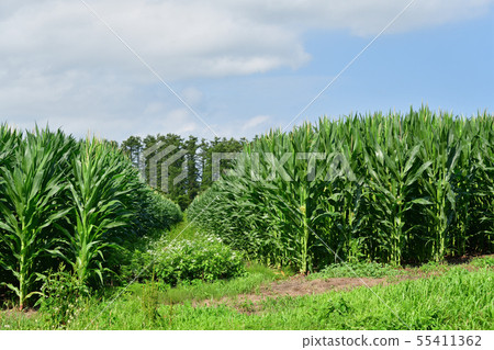Taking a summer landscape of the Dent Corn Field in Nanae Town, Hokkaido Taking a summer landscape of the Dent Corn Field in Nanae Town, Hokkaido 55411362