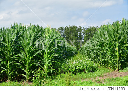 Taking a summer landscape of the Dent Corn Field in Nanae Town, Hokkaido Taking a summer landscape of the Dent Corn Field in Nanae Town, Hokkaido 55411363
