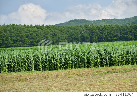 Taking a summer landscape of the Dent Corn Field in Nanae Town, Hokkaido Taking a summer landscape of the Dent Corn Field in Nanae Town, Hokkaido 55411364