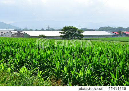 在北海道的Nanae鎮拍攝Dent玉米田的夏日風景 在北海道的Nanae鎮拍攝Dent玉米田的夏日風景 55411366