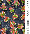 Begonia Blossoming Summer Flowers. Closeup Top View Backdrop 55412488