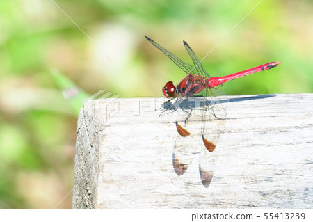 Conosimetorbos (male) 55413239