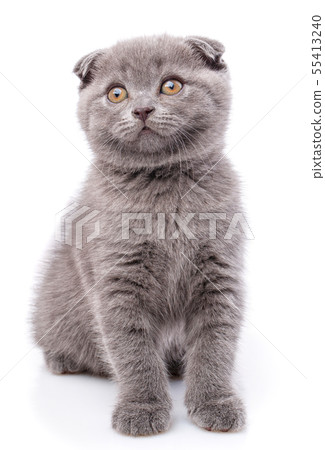Scottish fold kitten isolated on a white background. A gray fluffy kitty 55413240