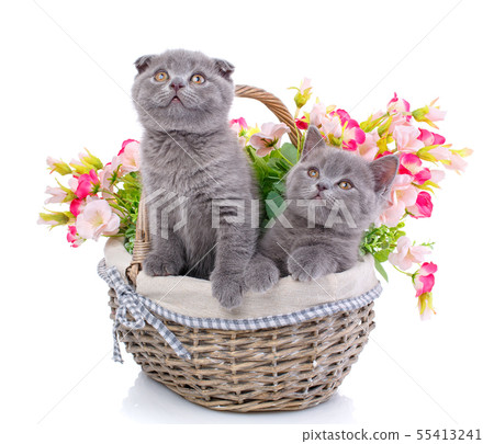 Scottish straight and scottish fold kittens. Cats with decorations 55413241