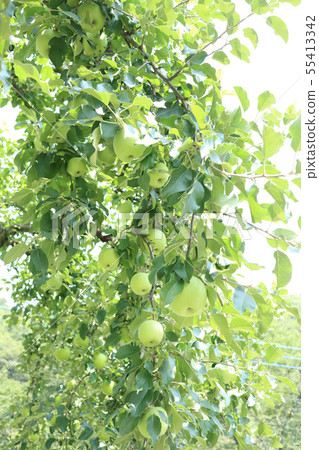 Growing Apples Oiko Town, Ibaraki Prefecture Growing Apples Oiko Town, Ibaraki Prefecture 55413342