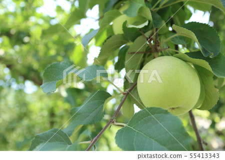 Growing Apples Oiko Town, Ibaraki Prefecture Growing Apples Oiko Town, Ibaraki Prefecture 55413343