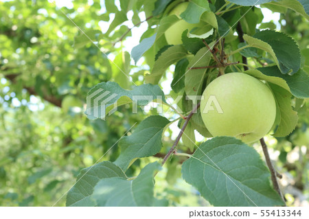 Growing Apples Oiko Town, Ibaraki Prefecture Growing Apples Oiko Town, Ibaraki Prefecture 55413344