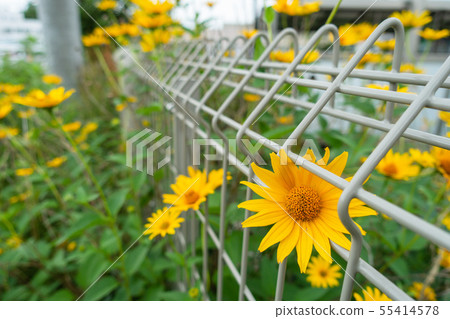 Flower blooming on the fence: Kikumomodoki Flower blooming on the fence: Kikumomodoki 55414578