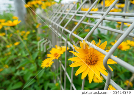 Flower blooming on the fence: Kikumomodoki Flower blooming on the fence: Kikumomodoki 55414579