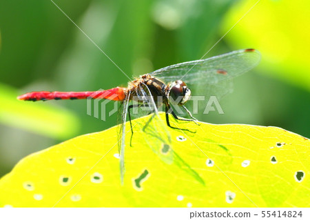 Himekane (male) 55414824